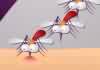 Mosquito Online flash games